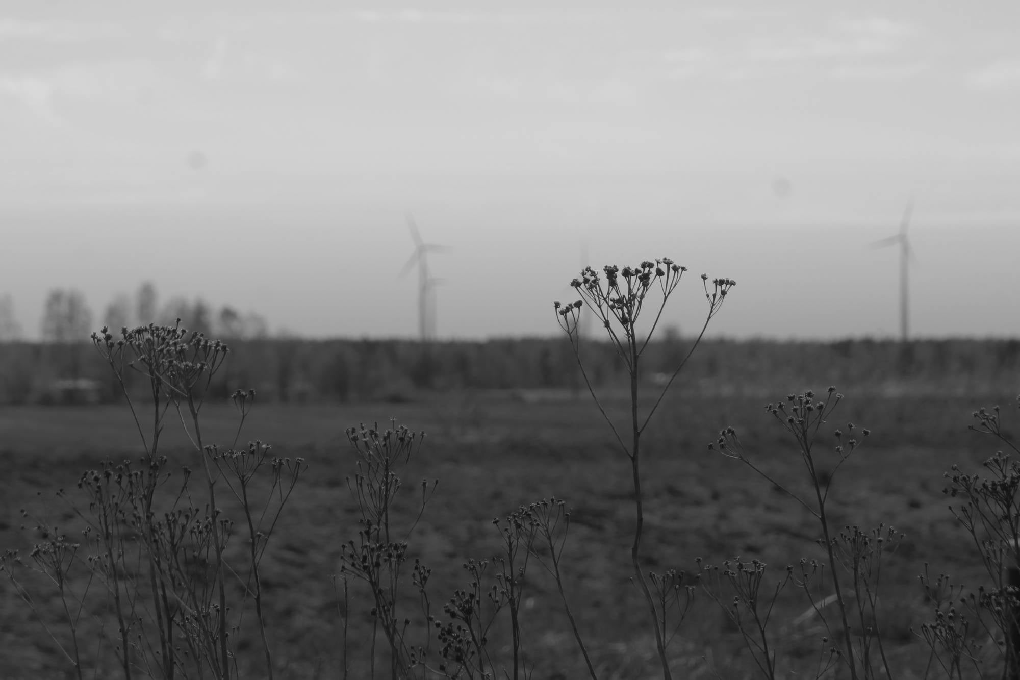 Wind turbines in horizon